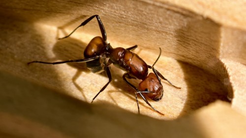 Przejdź do produktu Camponotus nicobarensis