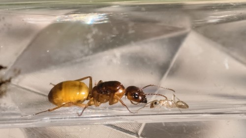 Przejdź do produktu Camponotus fedtshenkoi