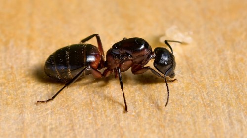 Przejdź do produktu Camponotus ligniperda