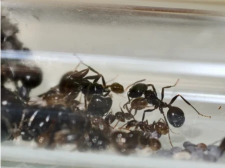 messor_barbarus.png
