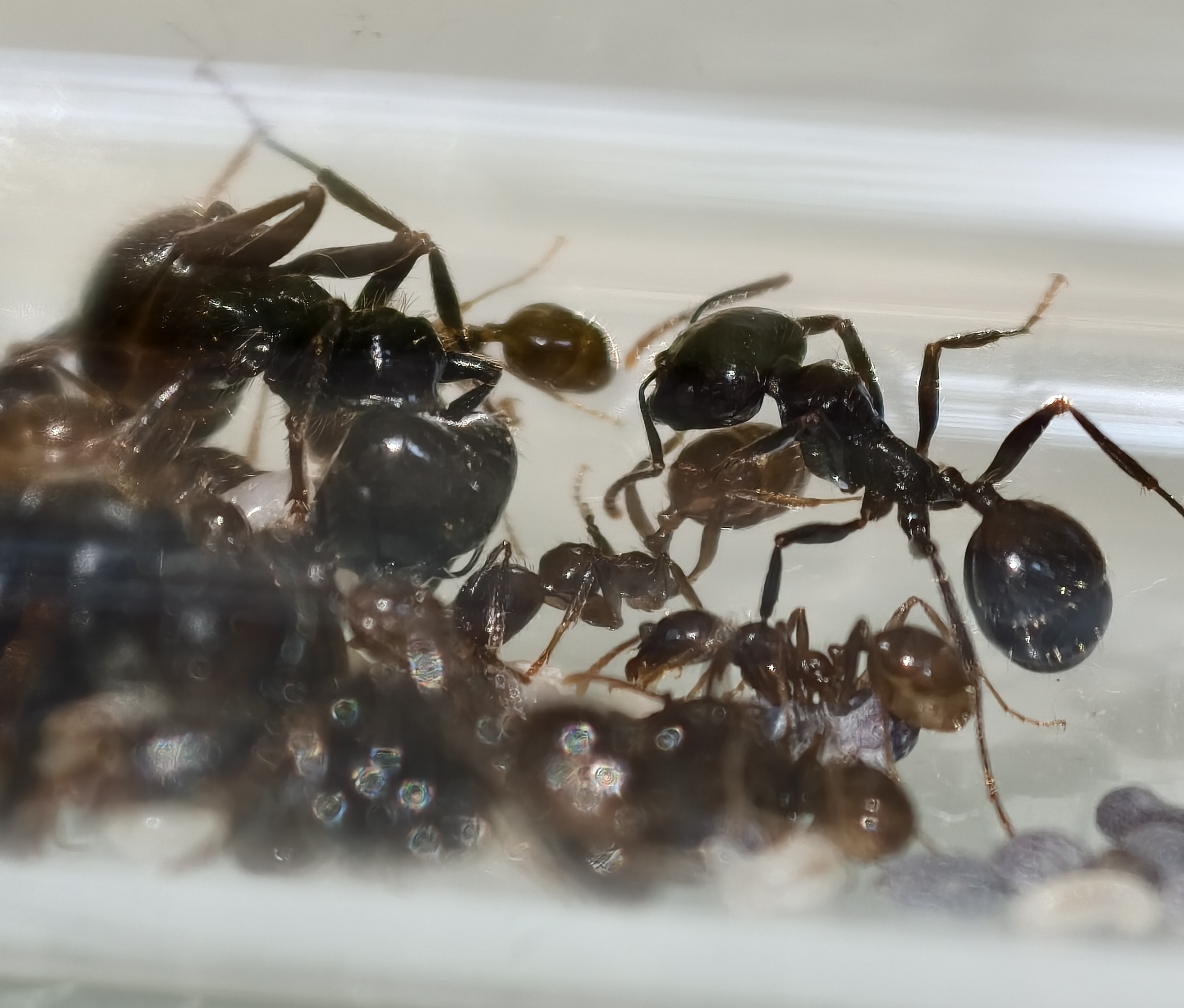 Messor barbarus 