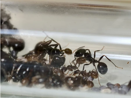 messor_barbarus.png